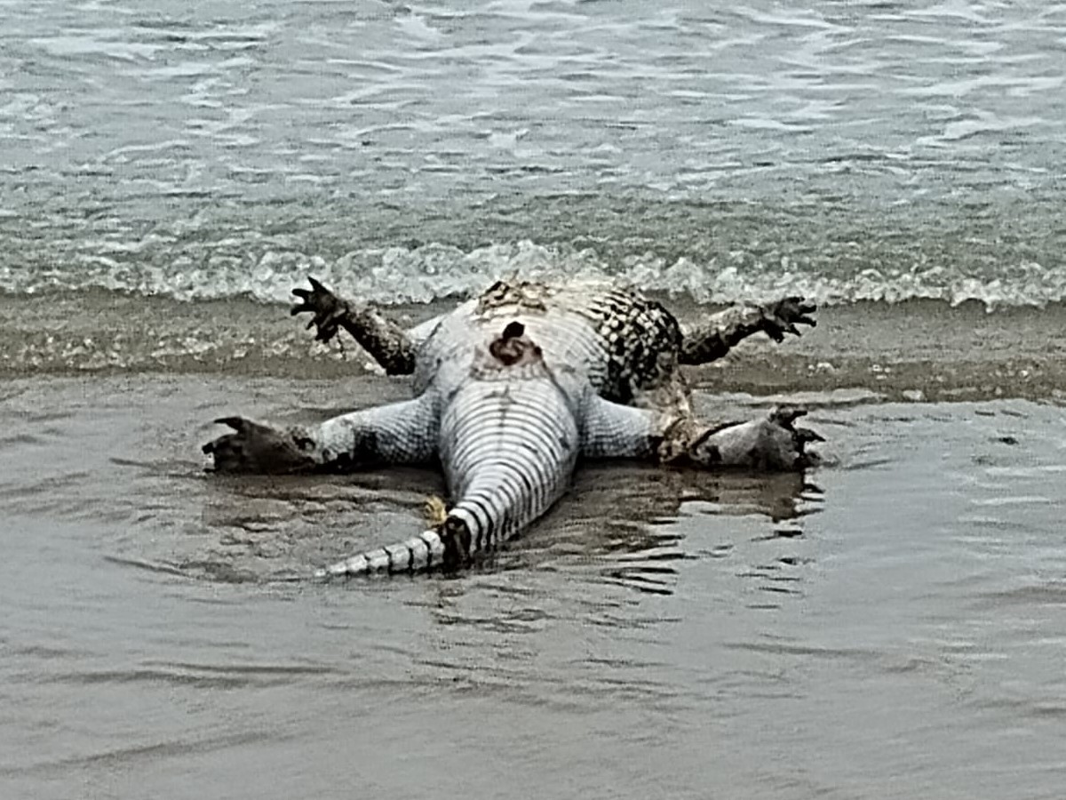 Expectación entre Bañistas por Cocodrilo Muerto en Playa Miramar