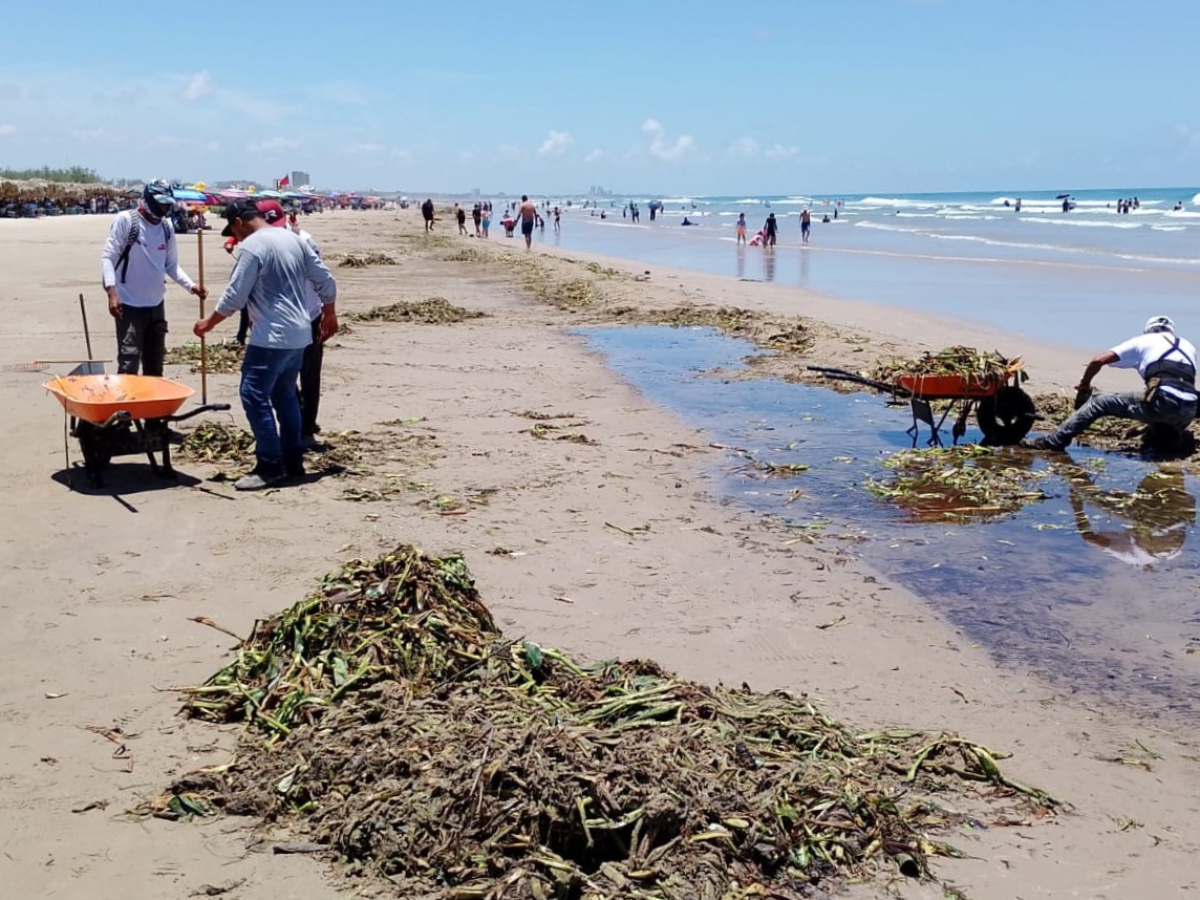 Intensifican Trabajos de Retiro de Lirio y Palizada en Playa Miramar, Tras las Intensas Lluvias